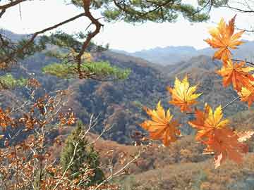 佛山市社保官方网站-佛山市社保官方网站查询